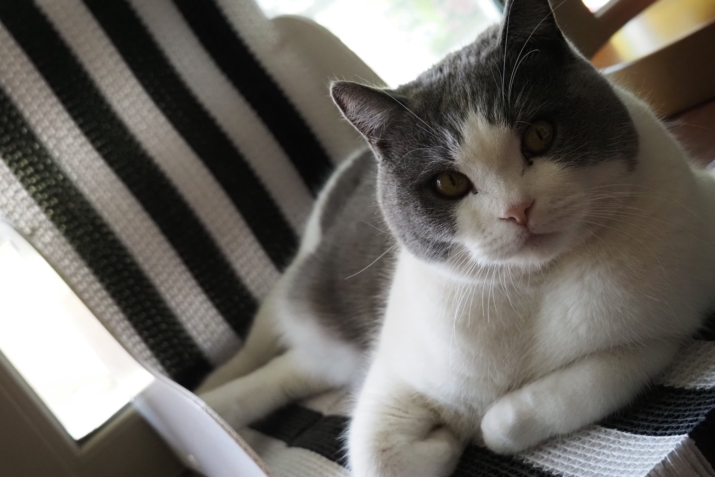 墩墩茶·圈·太一·缪斯·猫猫王子